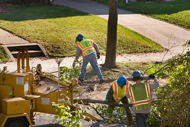 How Our Tree Care Process Works  in San Castle, FL